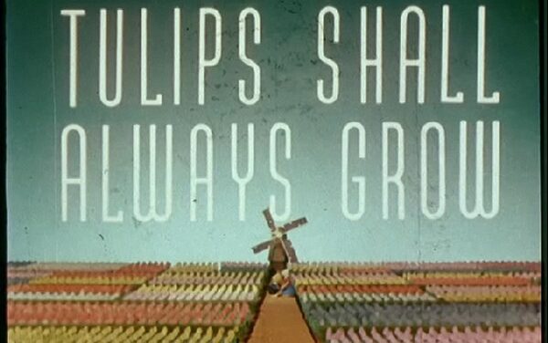 Tulips always shall graw
