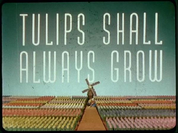 Tulips always shall graw