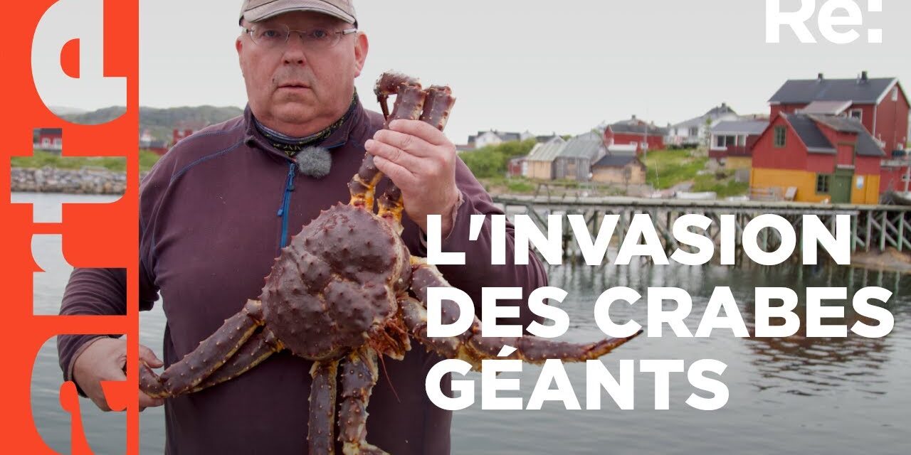 Le crabe royal, une espèce invasive en Norvège