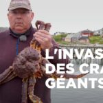 Le crabe royal, une espèce invasive en Norvège