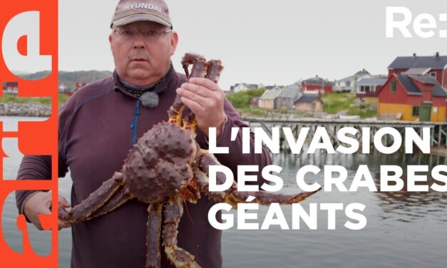 Le crabe royal, une espèce invasive en Norvège