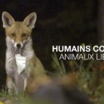 Humains confinés, animaux libérés